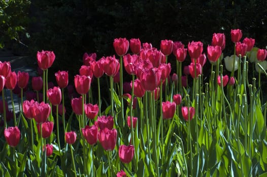 raspberry pink tulip on dark background