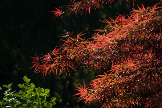 Red and green leaves in sun light on dark background