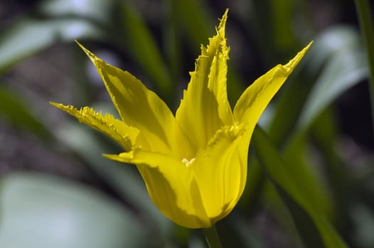 close up of yellow tulip on dark background