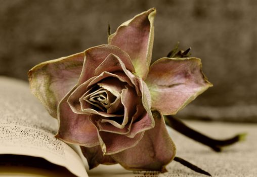 a faded rose