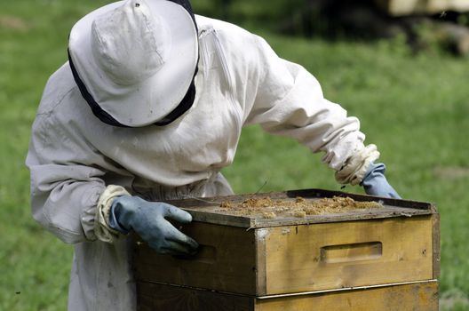 an apiarist at work