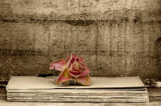 a faded rose on an old book