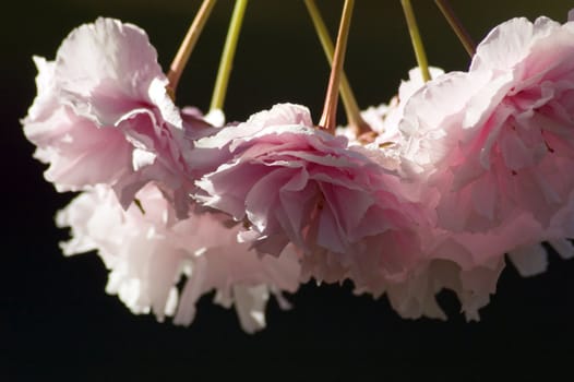 Pink Cherry blossom against blur background