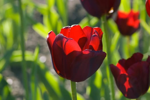 close up of raspberry pink tulip on dark background