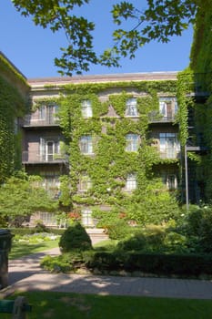 wall of old building, covered by ivy in sunlite