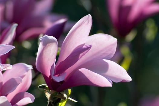 Magnolia flowers at sunset on blur green background