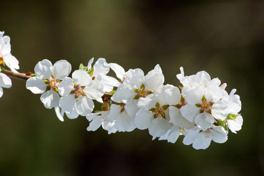 Closeup of crabapple blossoms on light background