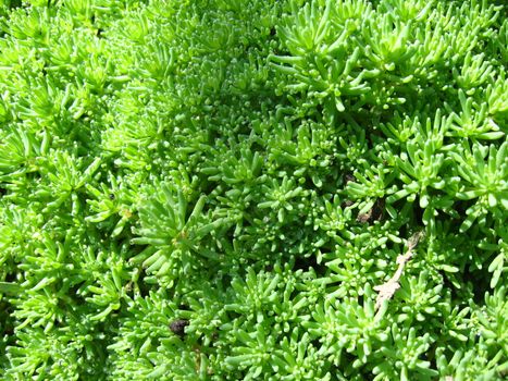 image of nice pattern from green leaves