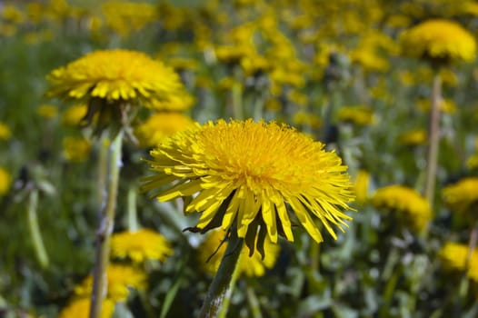 A lot of dandelion flowers in a green meadow