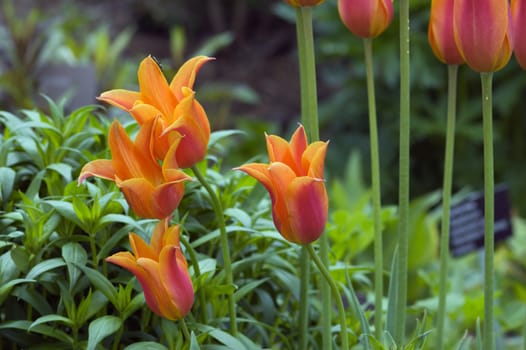 close up of orange tulips on green background