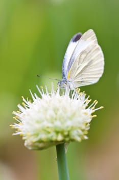 Butterfly on flowers