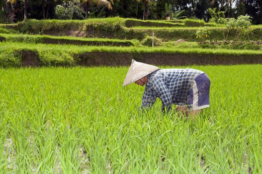 Woman on rice field on Bali Indonesia