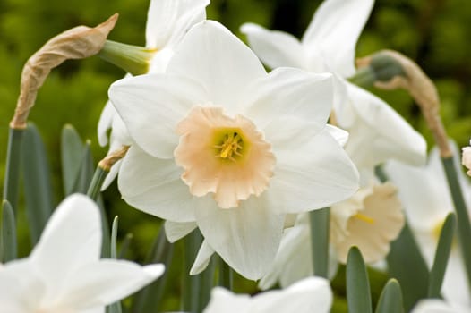 Close up of white and yellow narcissus