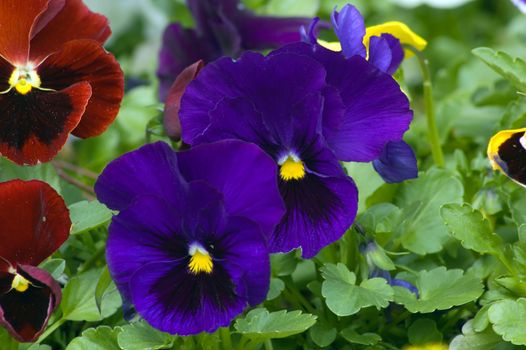 Purpure and violet flowers on green background