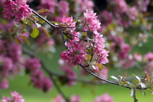 Apple blossom and bee against green background