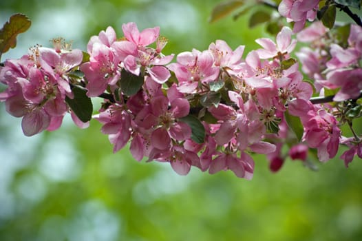 Apple blossom and bee against green background