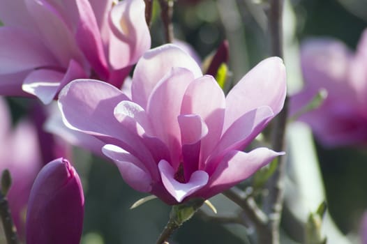 Magnolia flowers at sunset
