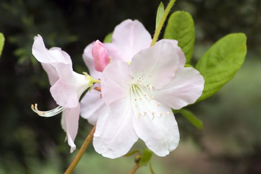 White apple blossom against blur background