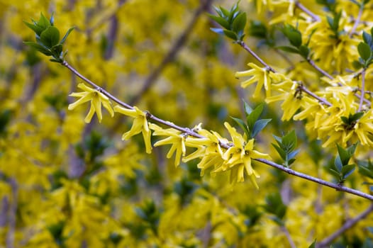 Yellow flovers on forsythia branches on blue background