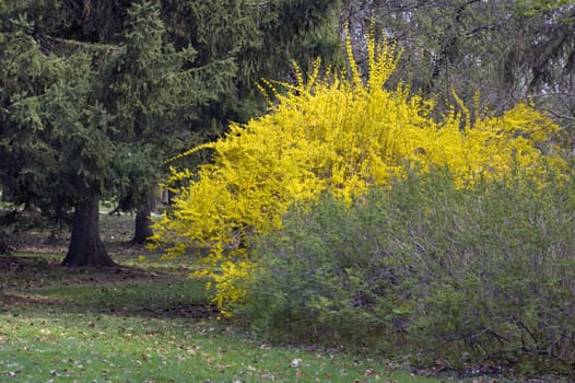 Yellow flovers on forsythia branches on blue background