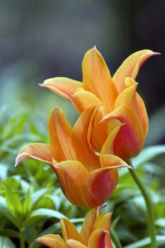 close up of oranfe tulips on green background