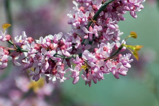 Apple blossom and bee against green background