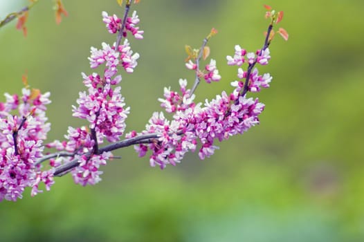 Apple blossom and bee against green background
