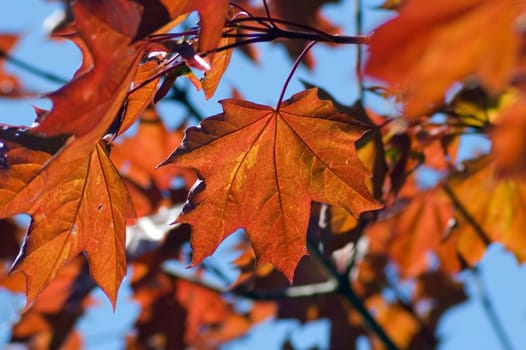 Orange maple leaves backlit by sunlight