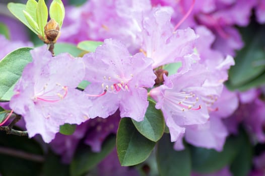 Fine pink rhododendron in a garden