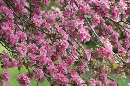 Apple blossom and bee against green background