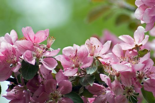 Apple blossom and bee against green background