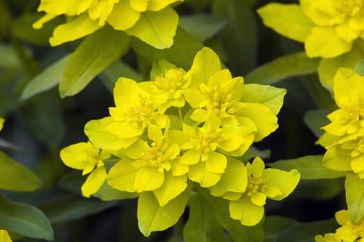 Yellow flovers on green background
