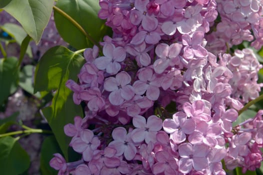 Lilac flowers on blur green leave background