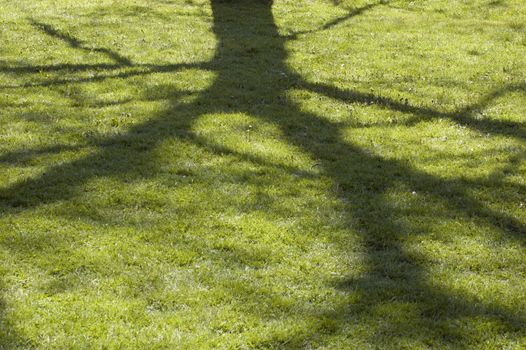 Shadow of big tree on green grass