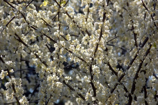 Closeup of crabapple blossoms in sunlit