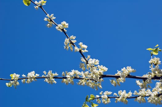 Closeup of crabapple blossoms on blue sky background