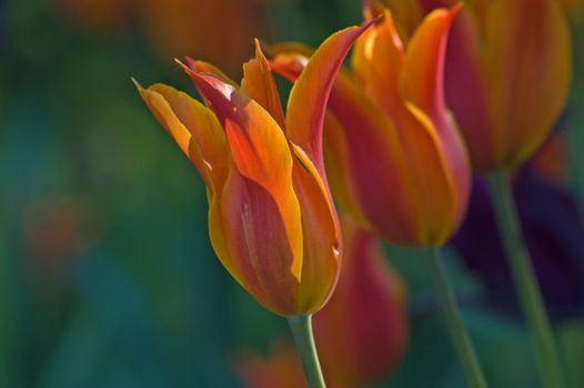 close up of orange tulip on dark background