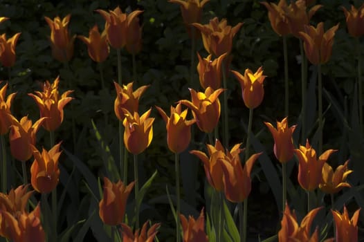 orange tulips on dark background