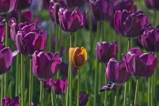 close up of red and yellow tulip at sunset