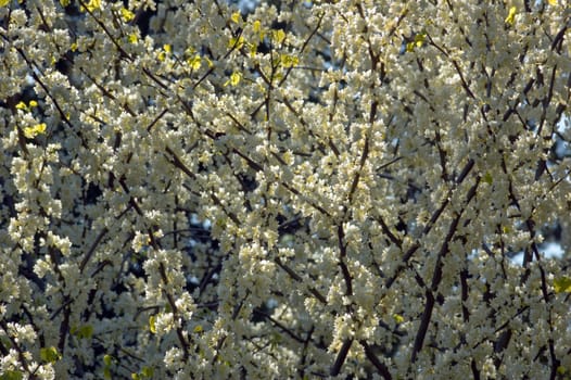 Closeup of crabapple blossoms in sunlit