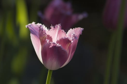 close up of pink tulip on dark background