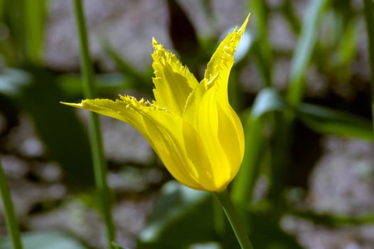 close up of yellow tulip on dark background