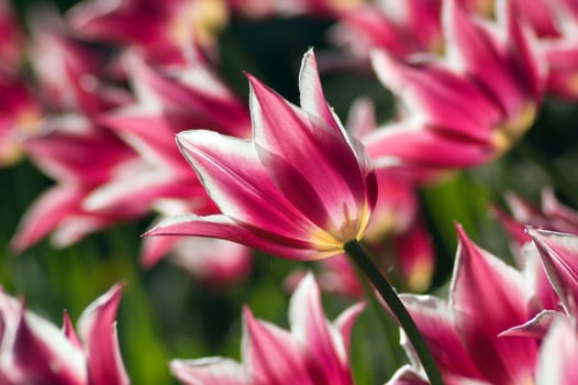 close up of raspberry pink and white tulip on dark green background