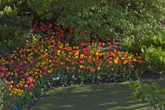 red and yellow tulips at sunset