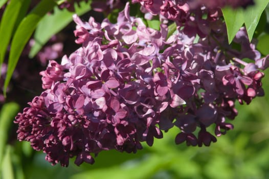 Lilac flowers on blur green leave background