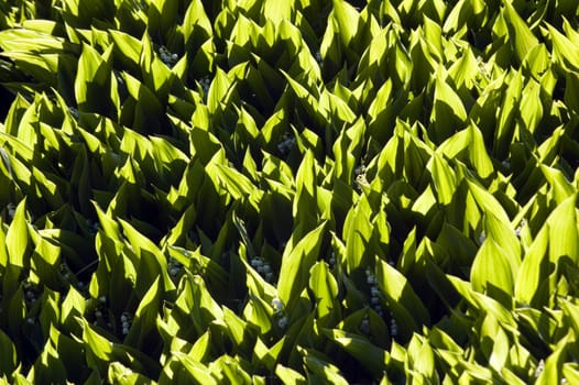 Lily of the valley on sunset