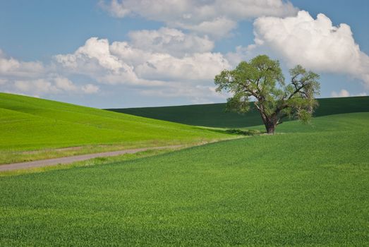 Lone tree and green wheat fields in early summer, Whitman County, Washington, USA