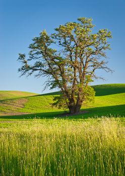 Black Locust (Robinia pseudoacacia) tree and rolling hills in early summer, Whitman County, Washington, USA