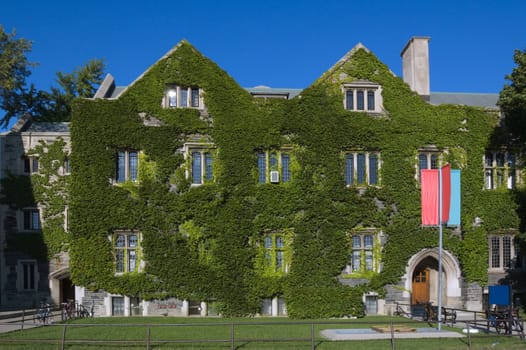 wall of old building, covered by ivy in sunlite