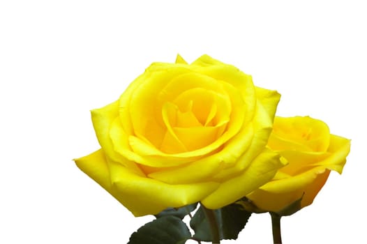 Isolated yellow roses